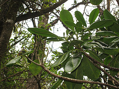 Apocynaceae Pteralyxia macrocarpa ENDEMIC: Y IUCN Classification: VU