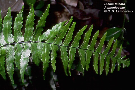 Aspleniaceae Diellia falcata Endemic: Y IUCN Classification: EN
