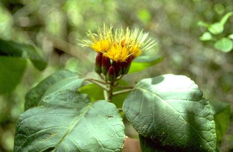 Asteraceae Hesperomannia arbuscula Endemic: IUCN Classification: