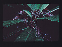 Campanulaceae Cyanea longiflora Endemic: IUCN Classification: