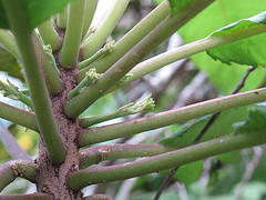 Campanulaceae Cyanea membranacea Endemic: Y IUCN Classification: NE