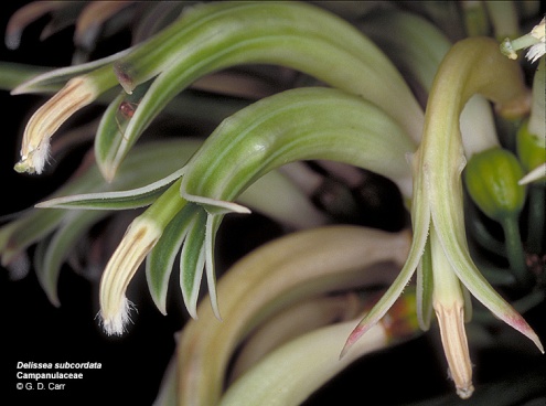 Campanulaceae Delissea subcordata Endemic: IUCN Classification: