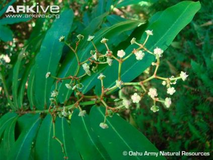 Euphorbiaceae Chamaesyce herbstii Endemic: IUCN Classification: